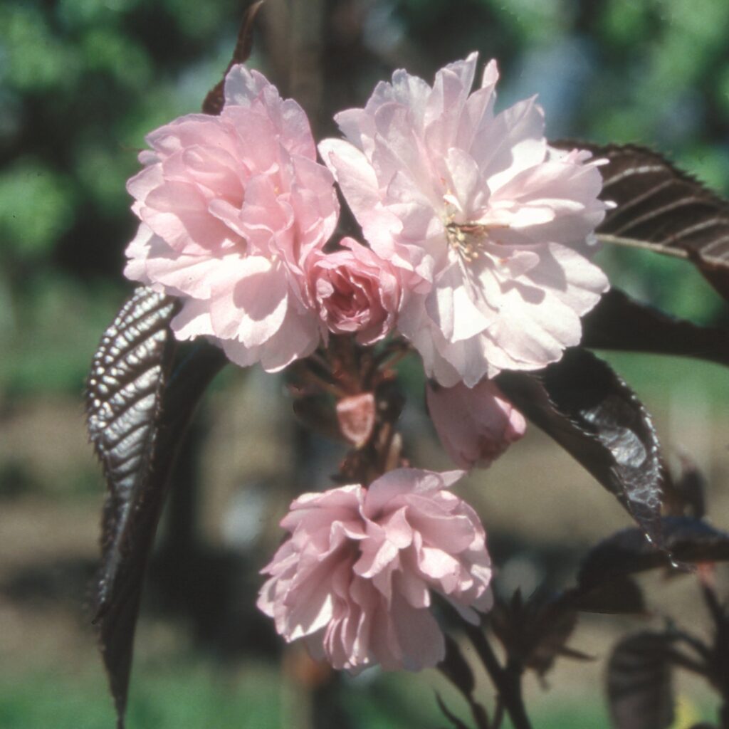 Prunus ‘Royal Burgundy’ Japanese Flowering Cherry Tree 5038838004933 2